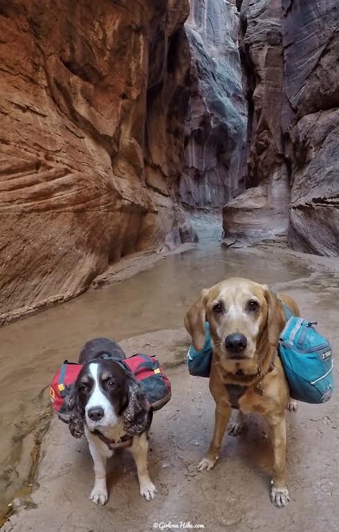 Backpacking Buckskin Gulch - Wire Pass to White House, Backpacking Buckskin Gulch with Dogs