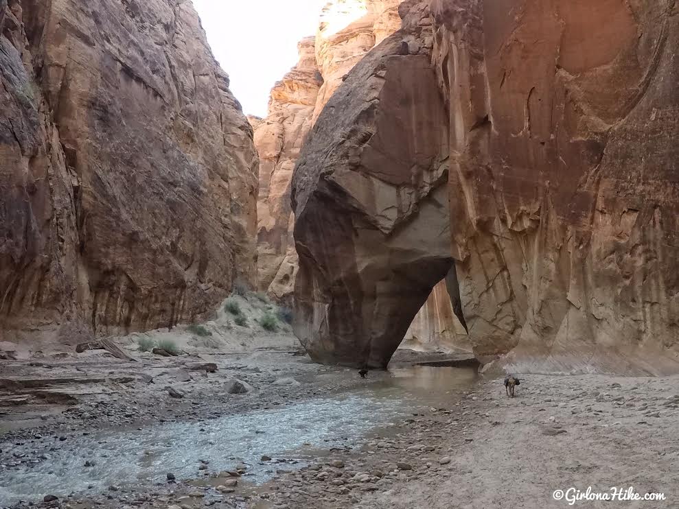 Backpacking Buckskin Gulch - Wire Pass to White House, Backpacking Buckskin Gulch with Dogs