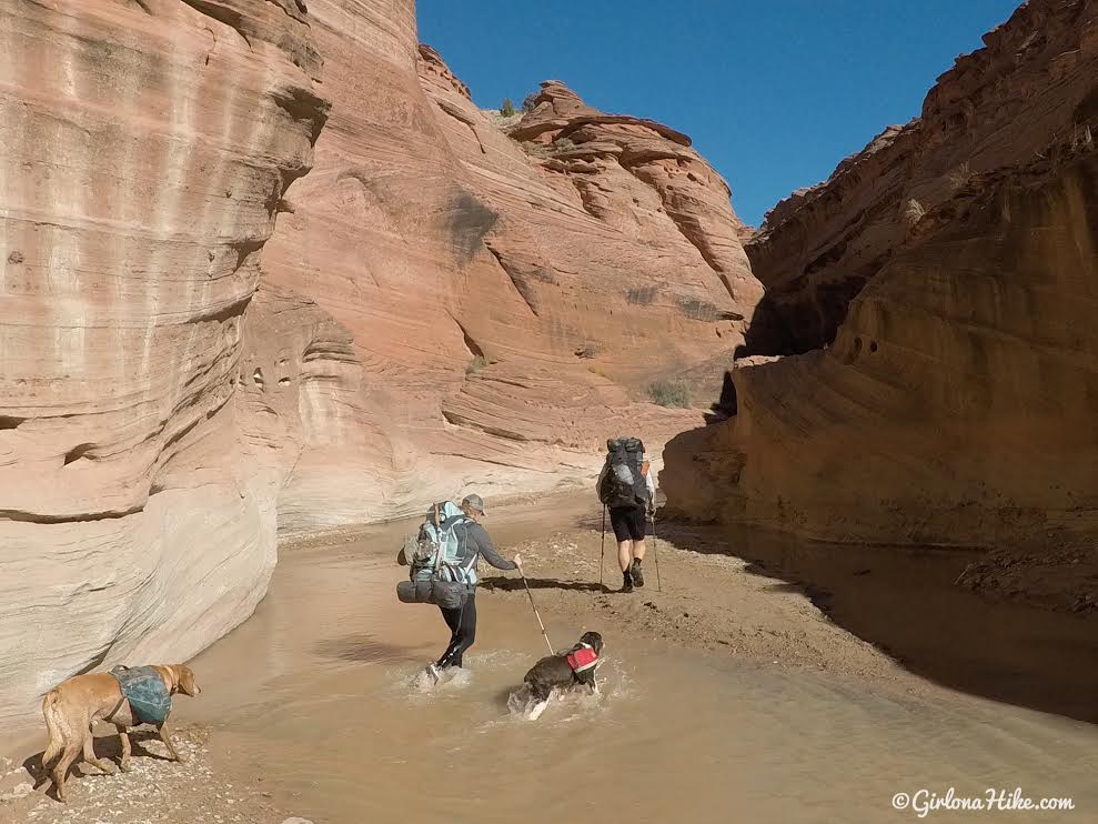 Backpacking Buckskin Gulch - Wire Pass to White House, Backpacking Buckskin Gulch with Dogs