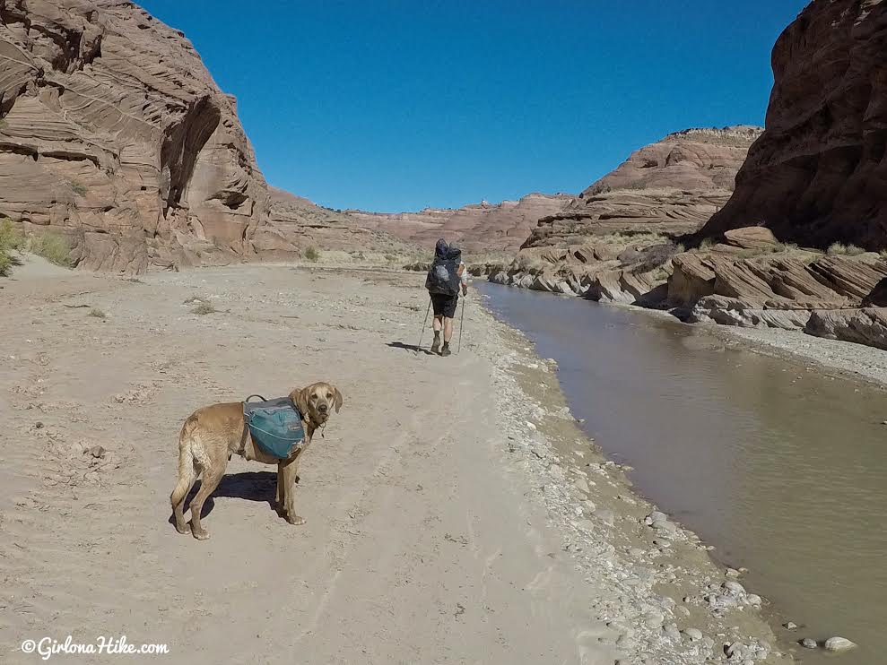 Backpacking Buckskin Gulch - Wire Pass to White House, Backpacking Buckskin Gulch with Dogs