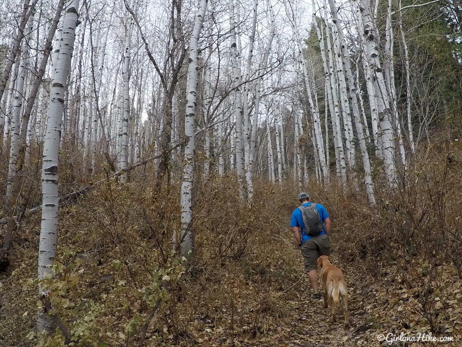 Hiking Neff's Canyon to the Ridge