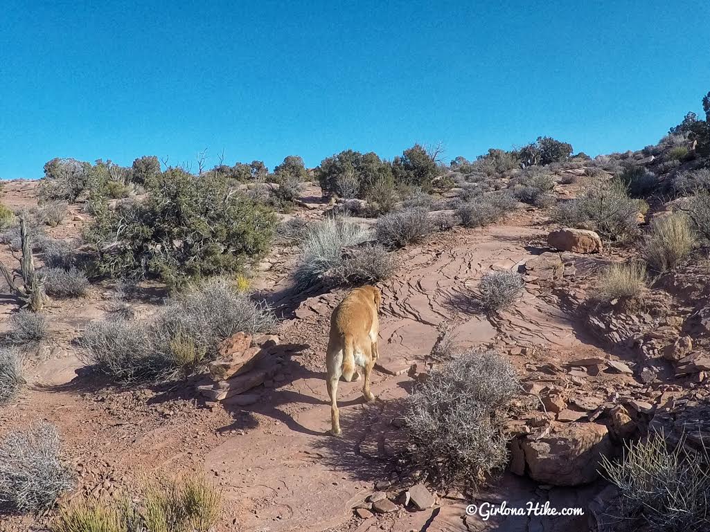 Hiking the Stair Master Trail, Moab, Hiking in Moab with Dogs