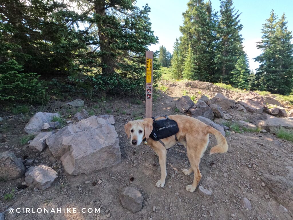 Hiking to Delano Peak, Tushar Mountains