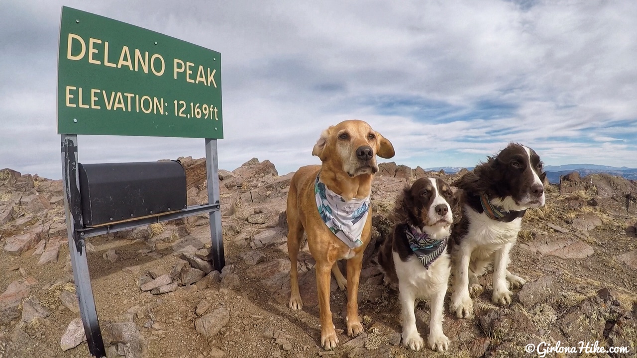 Hiking to Delano Peak, Tushar Mountains, Beaver & Piute County High Point, Hiking in Utah with Dogs