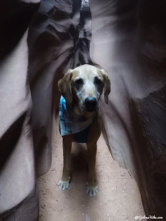 Hiking Spooky & Peekaboo Slot Canyons (Loop), Hiking in Escalante, Utah, Hiking in Escalante with Dogs, Hiking slot canyons