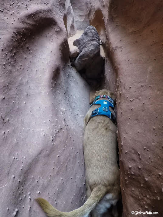 Hiking Spooky & Peekaboo Slot Canyons (Loop), Hiking in Escalante, Utah, Hiking in Escalante with Dogs, Hiking slot canyons