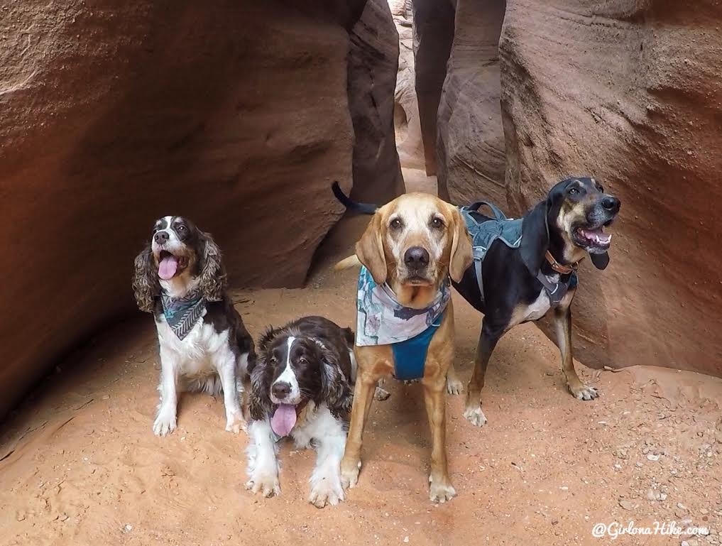 Hiking Spooky & Peekaboo Slot Canyons (Loop), Hiking in Escalante, Utah, Hiking in Escalante with Dogs, Hiking slot canyons