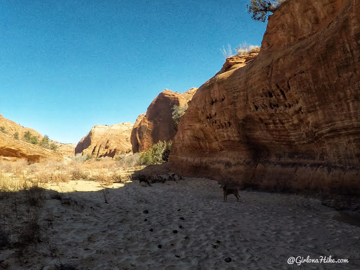 Hiking to Phipps Arch, Grand Staircase Escalante National Monument