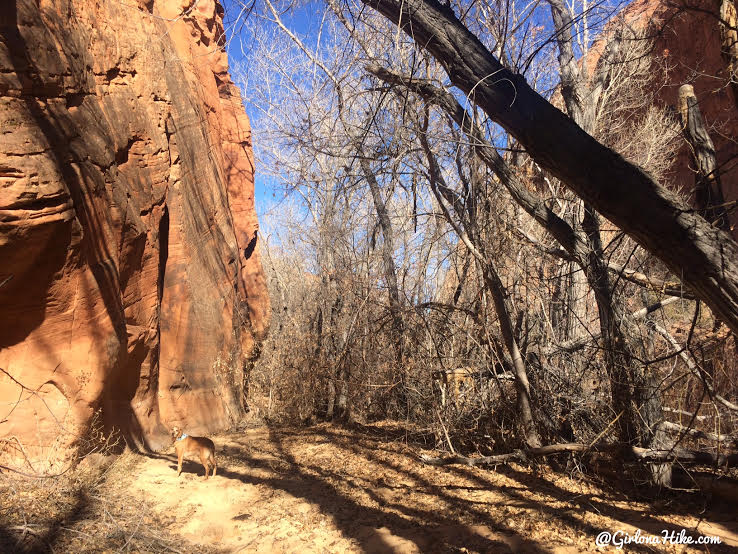 Hiking to Phipps Arch, Grand Staircase Escalante National Monument