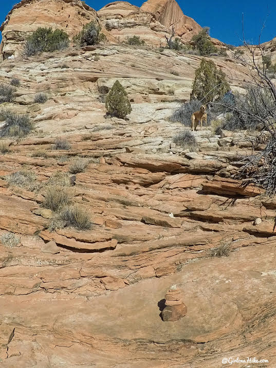 Hiking to Phipps Arch, Grand Staircase Escalante National Monument