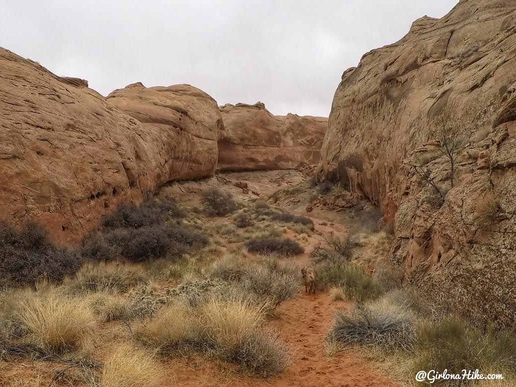 Hiking to Broken Bow Arch, Hiking in Grand Staircase Escalante National Moument, Hiking in Escalante with Dogs, Hiking to natural arches