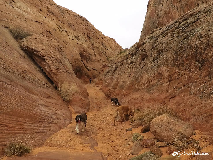 Hiking to Broken Bow Arch, Hiking in Grand Staircase Escalante National Moument, Hiking in Escalante with Dogs, Hiking to natural arches