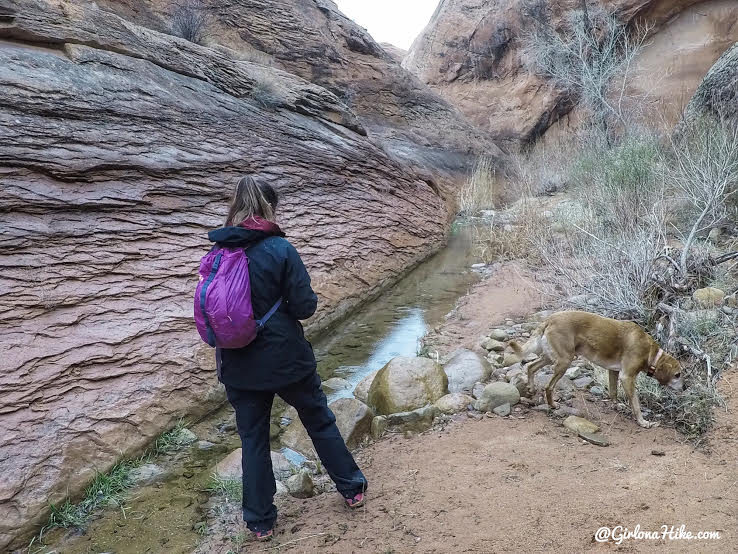 Hiking to Broken Bow Arch, Hiking in Grand Staircase Escalante National Moument, Hiking in Escalante with Dogs, Hiking to natural arches