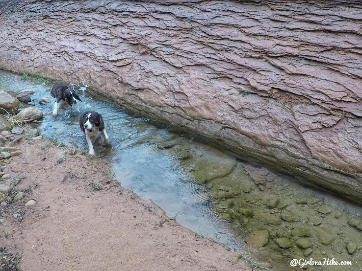 Hiking to Broken Bow Arch, Hiking in Grand Staircase Escalante National Moument, Hiking in Escalante with Dogs, Hiking to natural arches