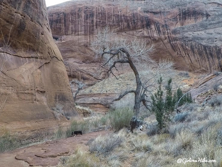 Hiking to Broken Bow Arch, Hiking in Grand Staircase Escalante National Moument, Hiking in Escalante with Dogs, Hiking to natural arches