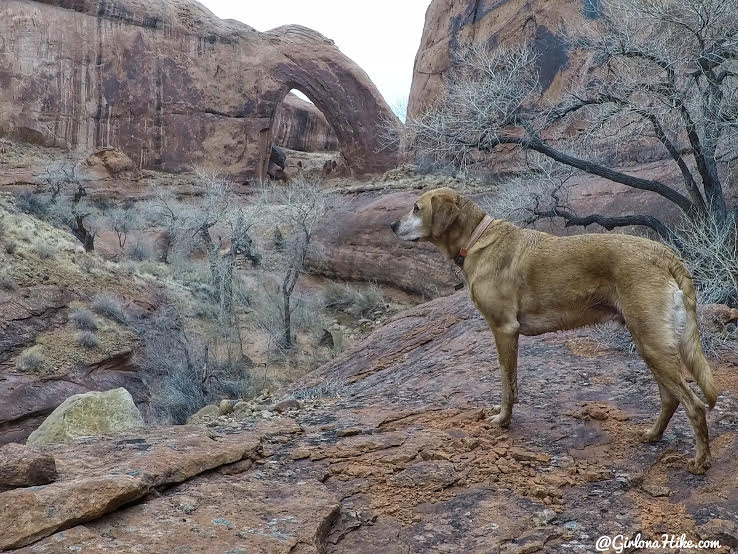 Hiking to Broken Bow Arch, Hiking in Grand Staircase Escalante National Moument, Hiking in Escalante with Dogs, Hiking to natural arches