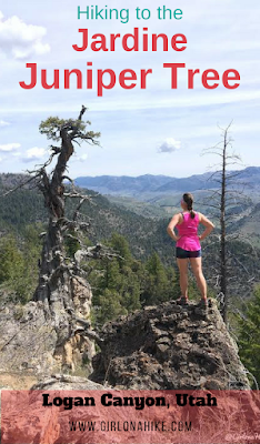 Hiking to the Jardine Juniper Tree, Logan Canyon