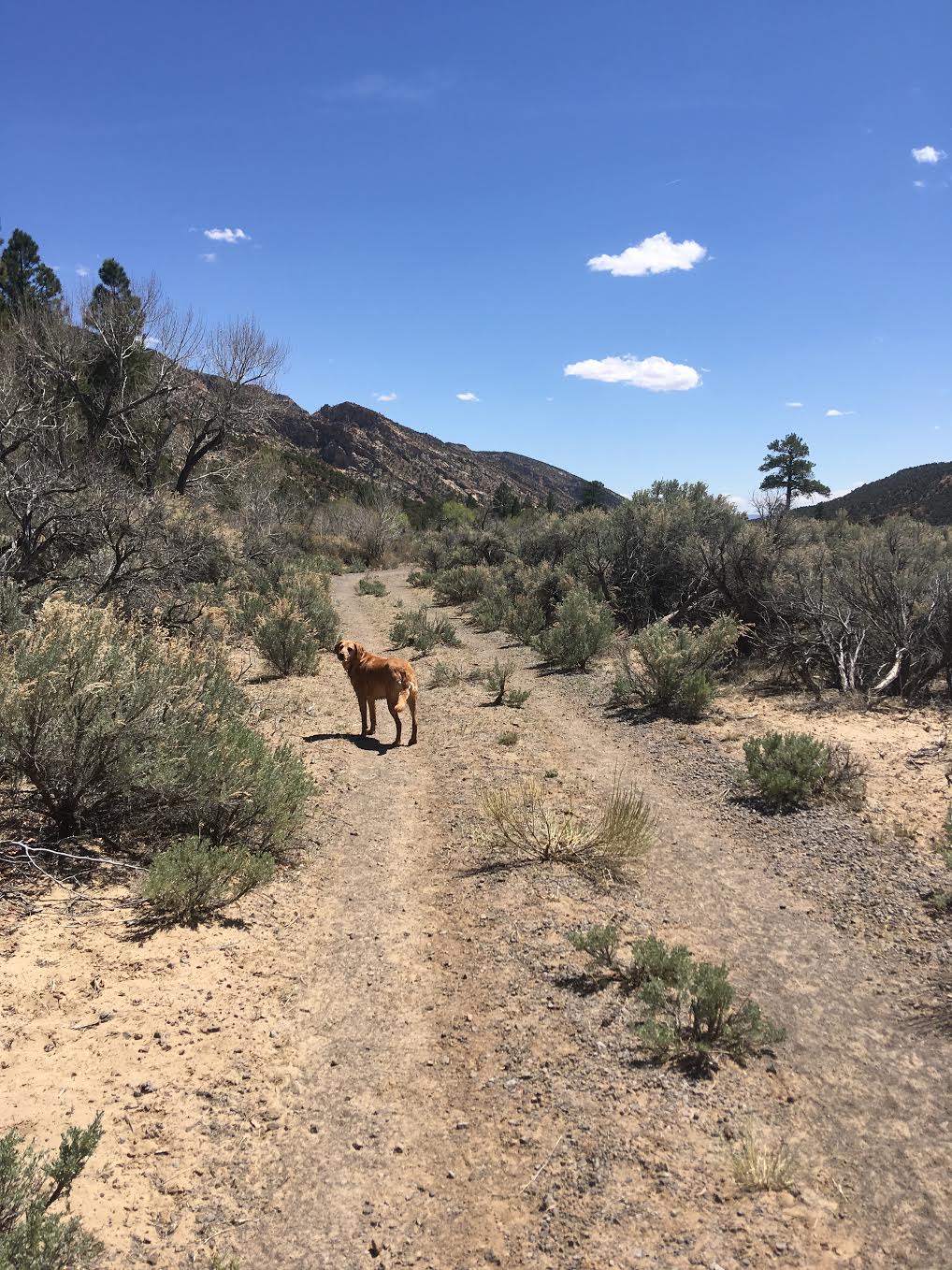 Hiking Pine Creek (The Box Trail) in Escalante, Utah, Hiking in Grand Staircase Escalante National Monument, Hiking in Utah with Dogs