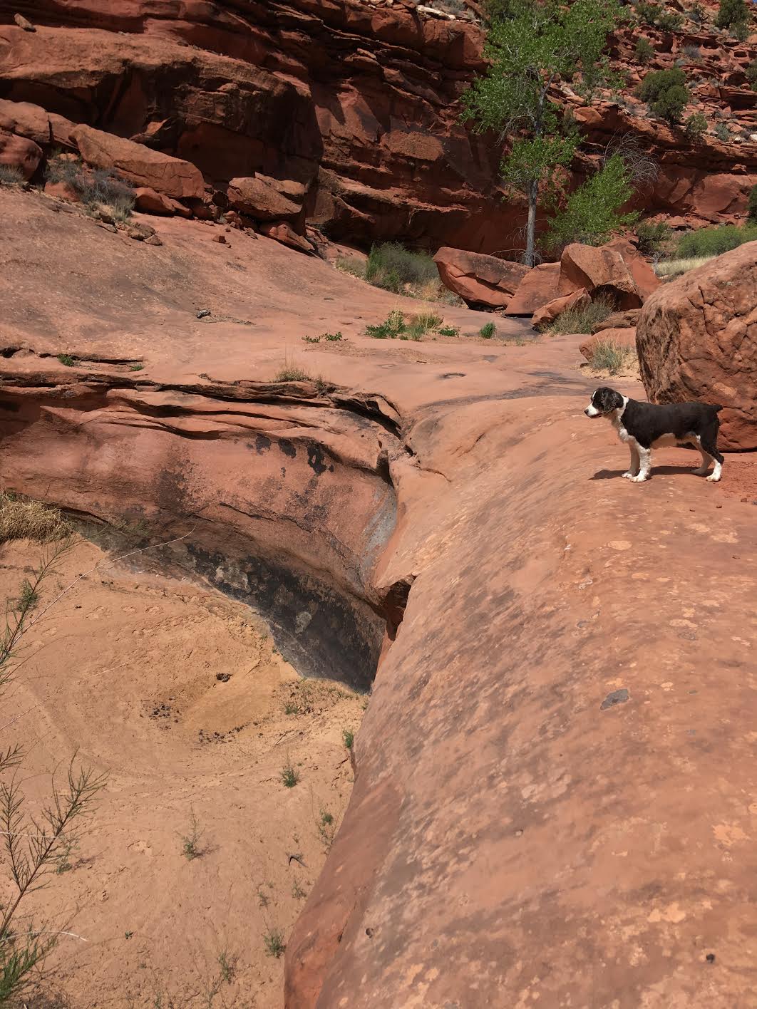 Bowington Arch Grand Staircase Escalante National Monument (GSENM), Hiking with Dogs in Utah