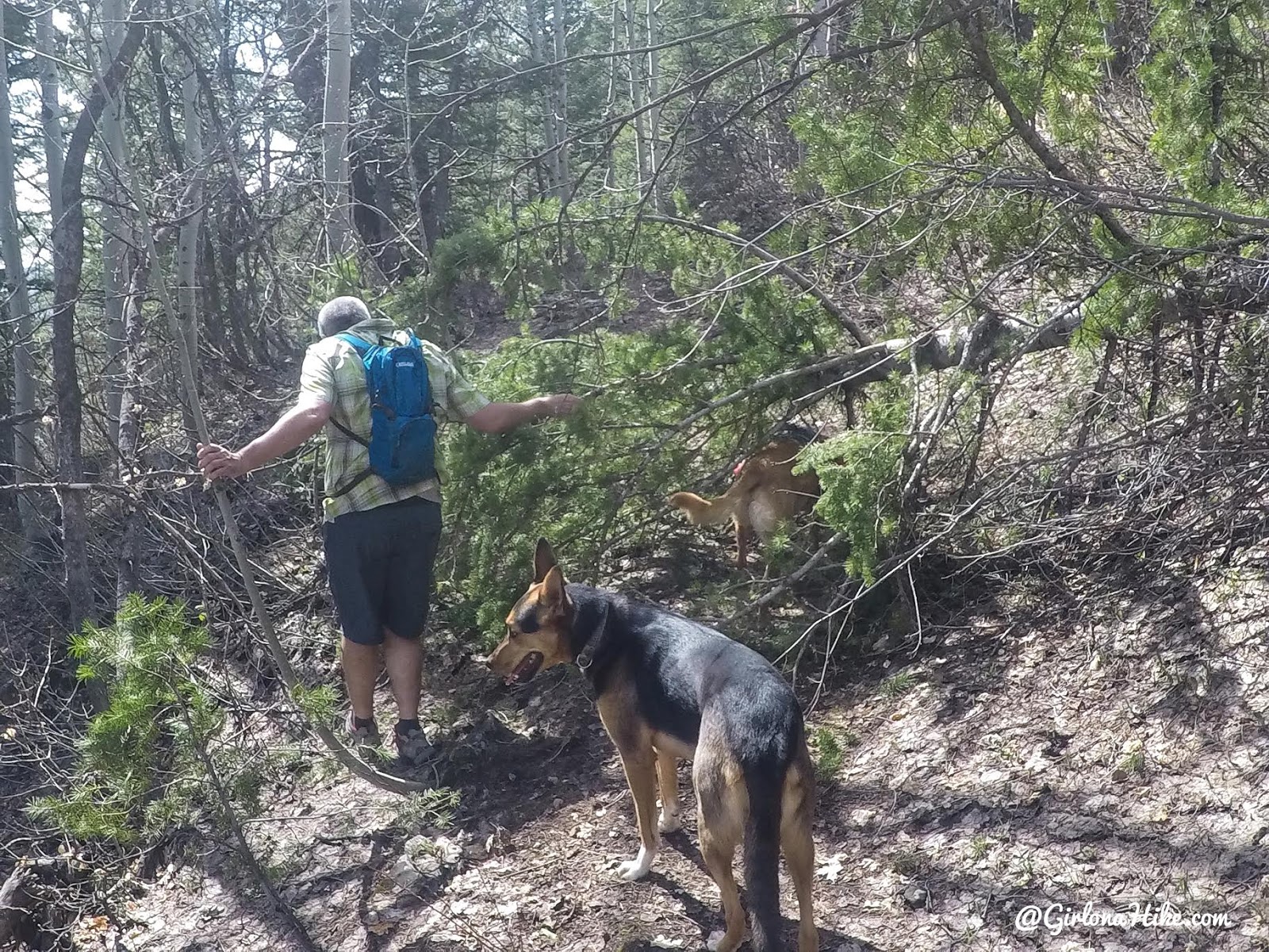 Hiking to the Jardine Juniper Tree, Logan Canyon