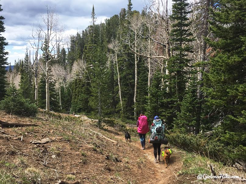 Backpacking the Ashdown Gorge via Rattlesnake Creek