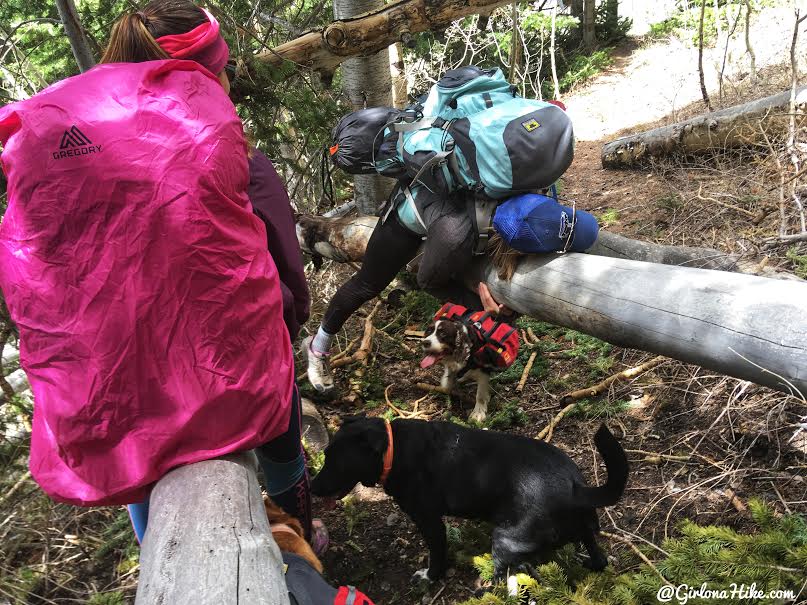 Backpacking the Ashdown Gorge via Rattlesnake Creek