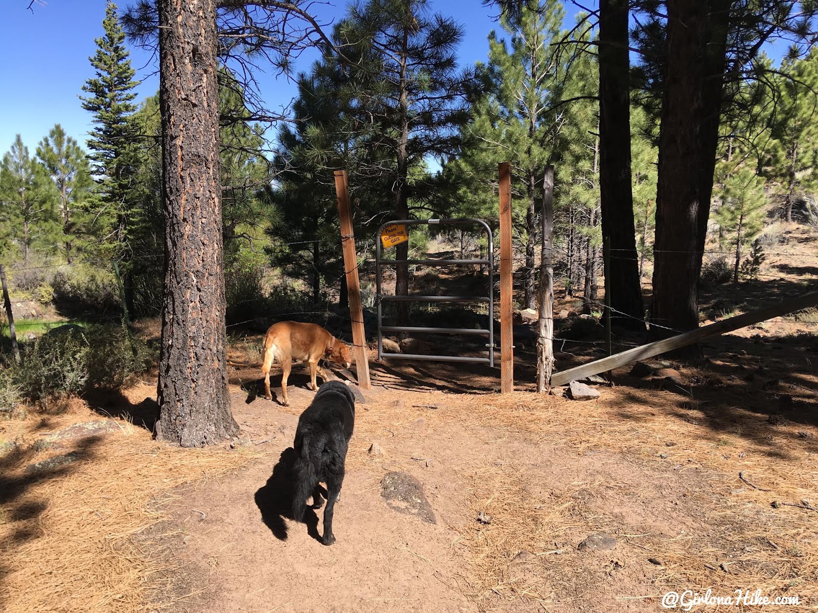 Hiking to Singletree Falls, Boulder Mountain