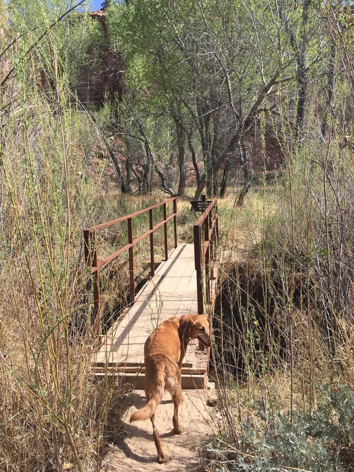 Bowington Arch Grand Staircase Escalante National Monument (GSENM), Hiking with Dogs in Utah