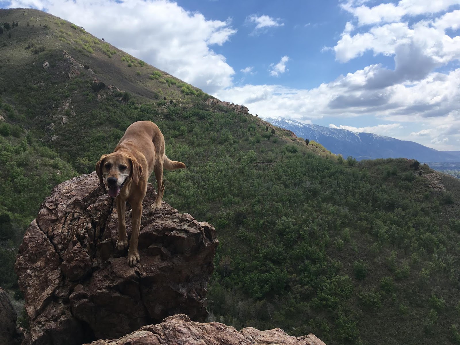 Hiking from Heugh's Canyon to Olympus Cove, Bonneville Shoreline Trail, Hiking in Utah with Dogs