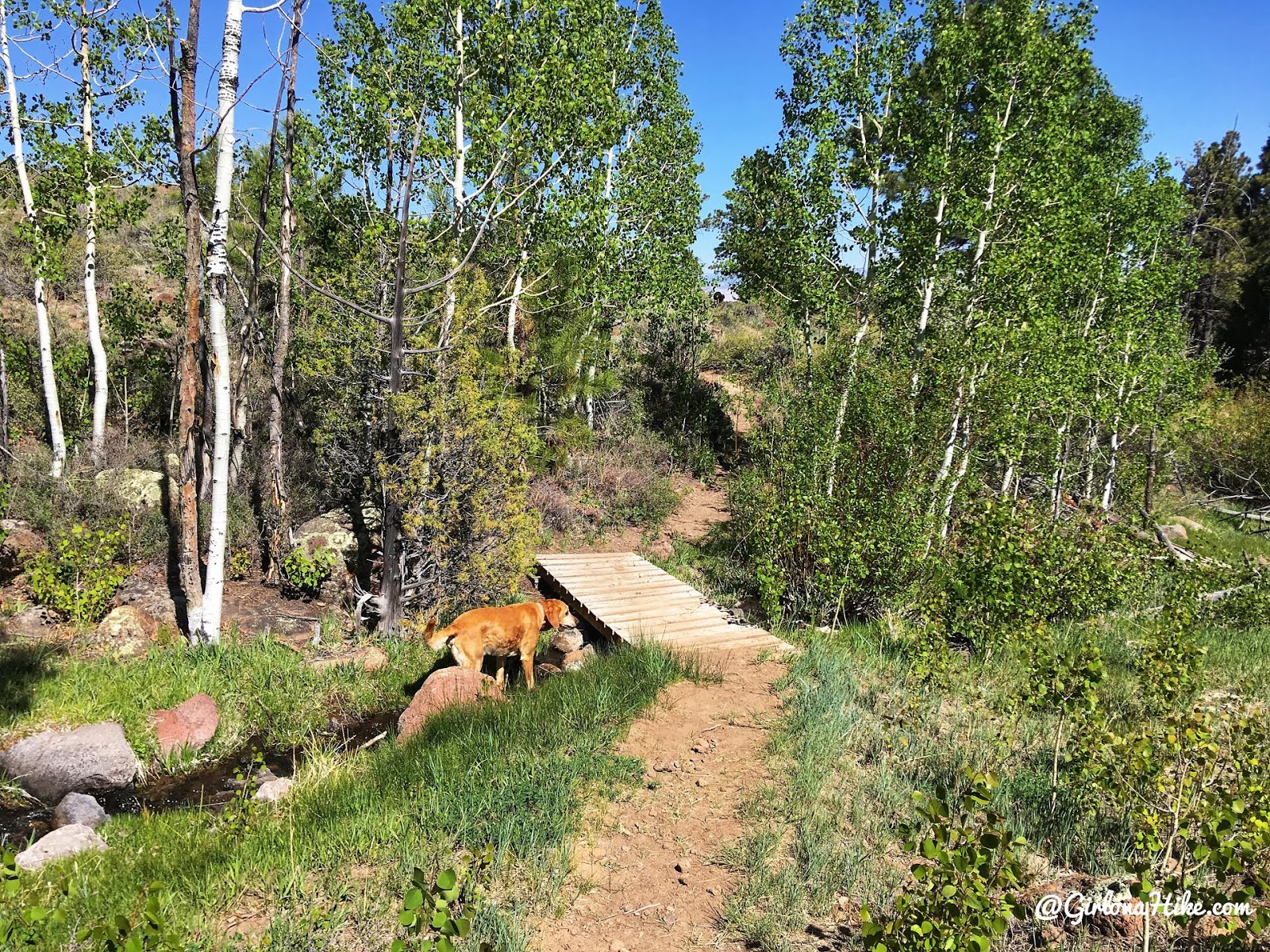 Hiking to Singletree Falls, Boulder Mountain