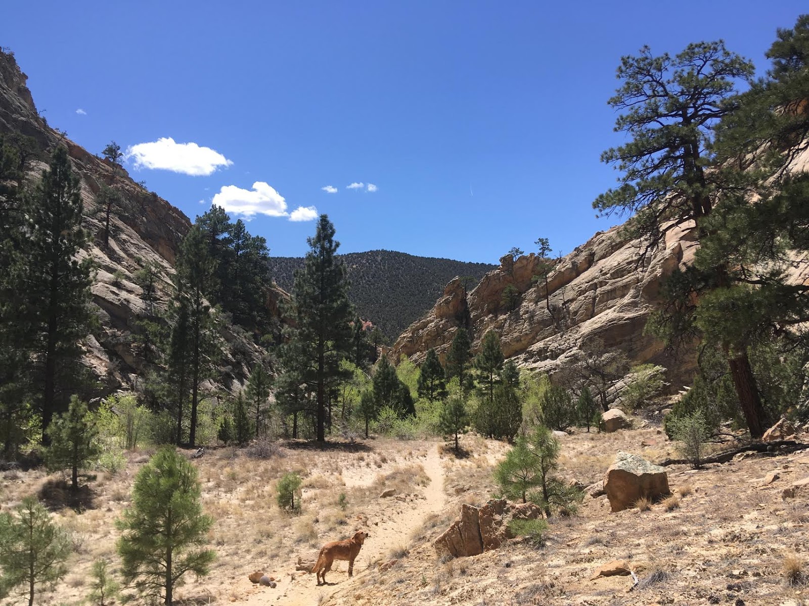 Hiking Pine Creek (The Box Trail) in Escalante, Utah, Hiking in Grand Staircase Escalante National Monument, Hiking in Utah with Dogs