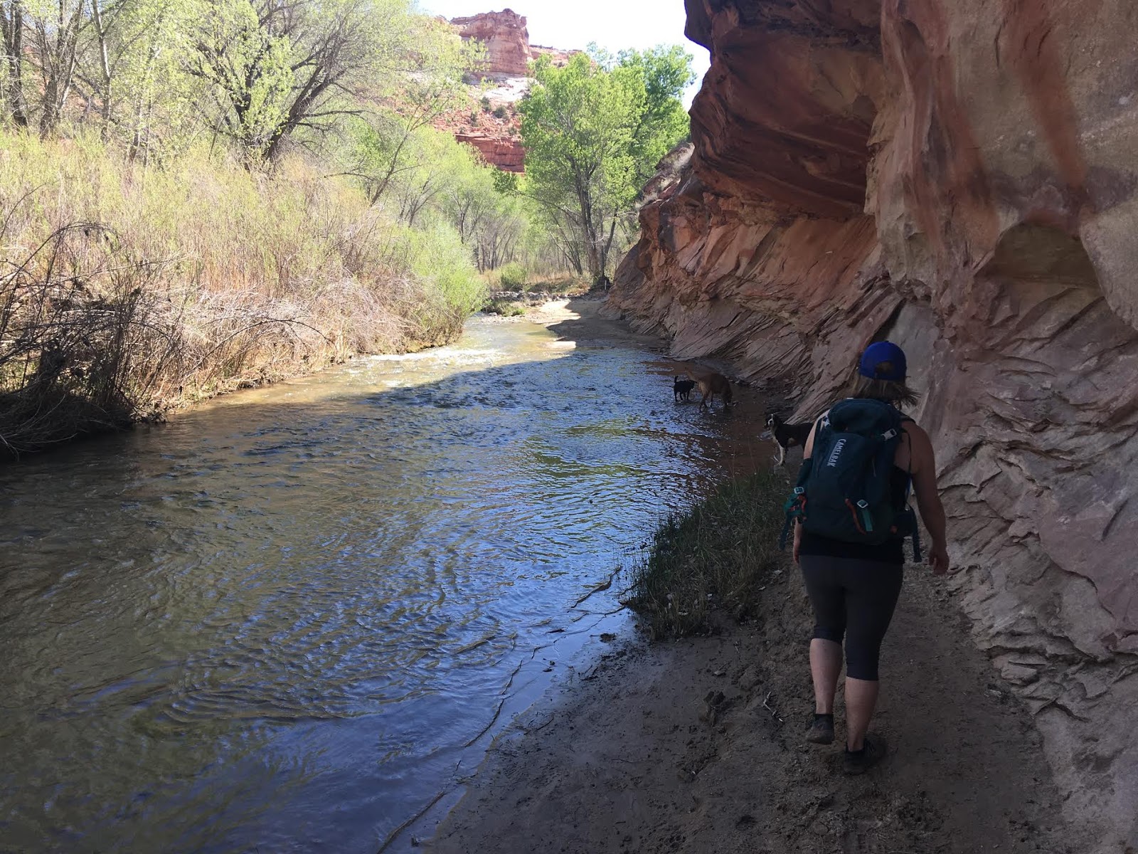 Bowington Arch Grand Staircase Escalante National Monument (GSENM), Hiking with Dogs in Utah