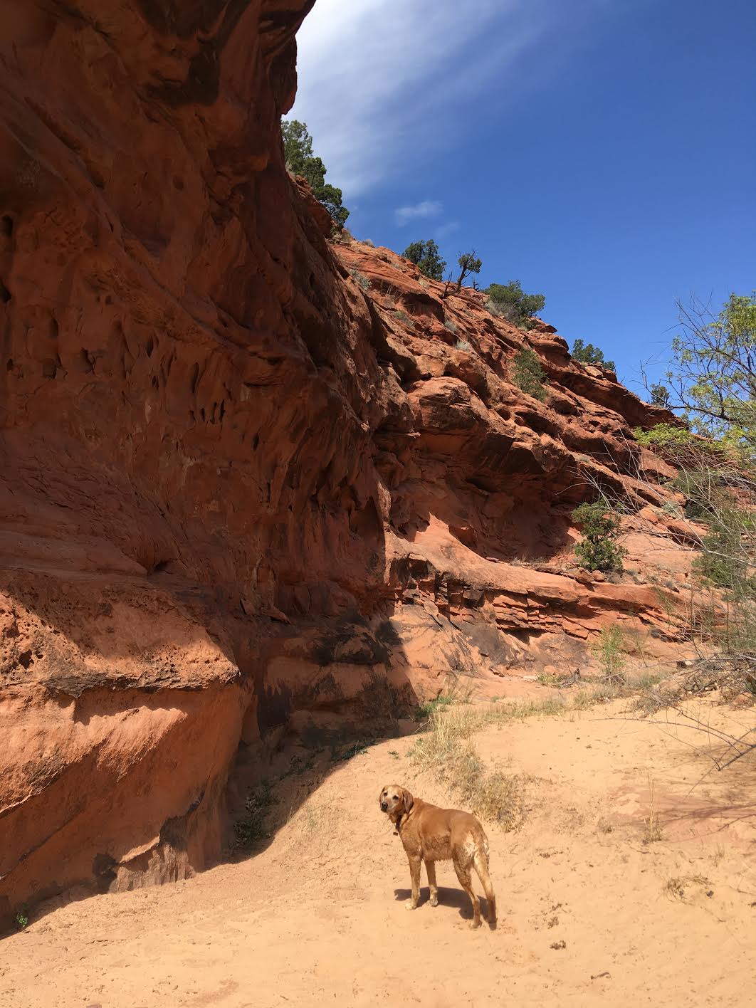 Bowington Arch Grand Staircase Escalante National Monument (GSENM), Hiking with Dogs in Utah