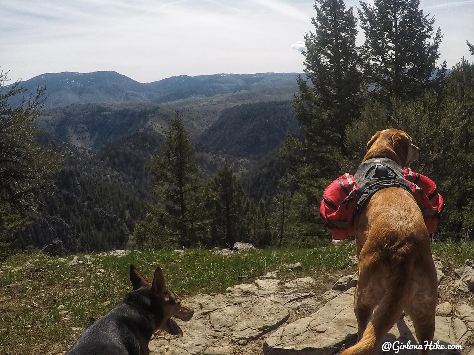 Hiking to the Jardine Juniper Tree, Logan Canyon