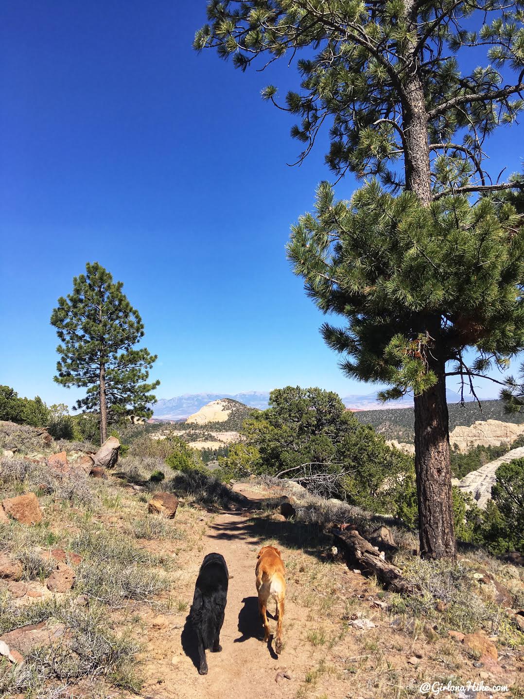 Hiking to Singletree Falls, Boulder Mountain