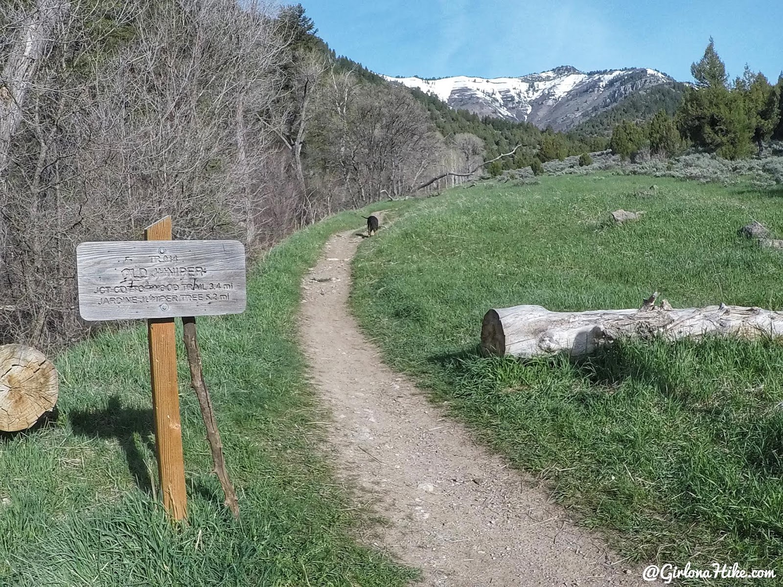 Hiking to the Jardine Juniper Tree, Logan Canyon