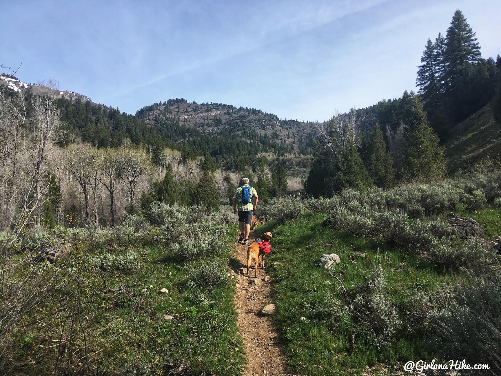 Hiking to the Jardine Juniper Tree, Logan Canyon