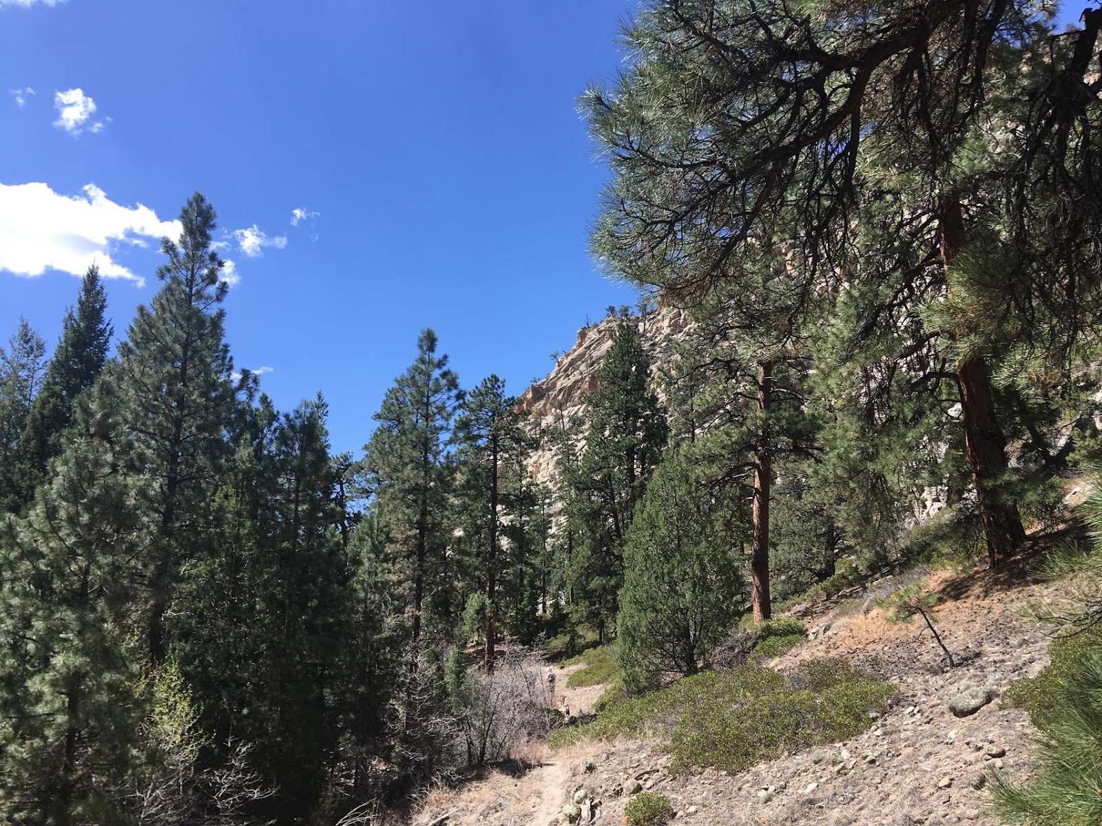 Hiking Pine Creek (The Box Trail) in Escalante, Utah, Hiking in Grand Staircase Escalante National Monument, Hiking in Utah with Dogs