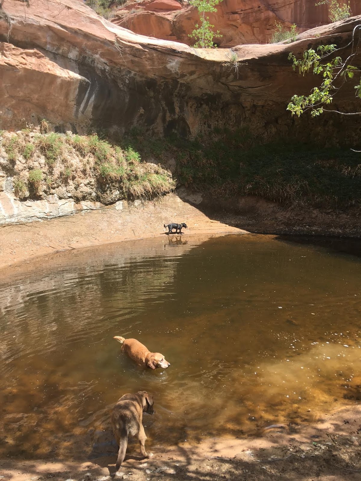 Bowington Arch Grand Staircase Escalante National Monument (GSENM), Hiking with Dogs in Utah