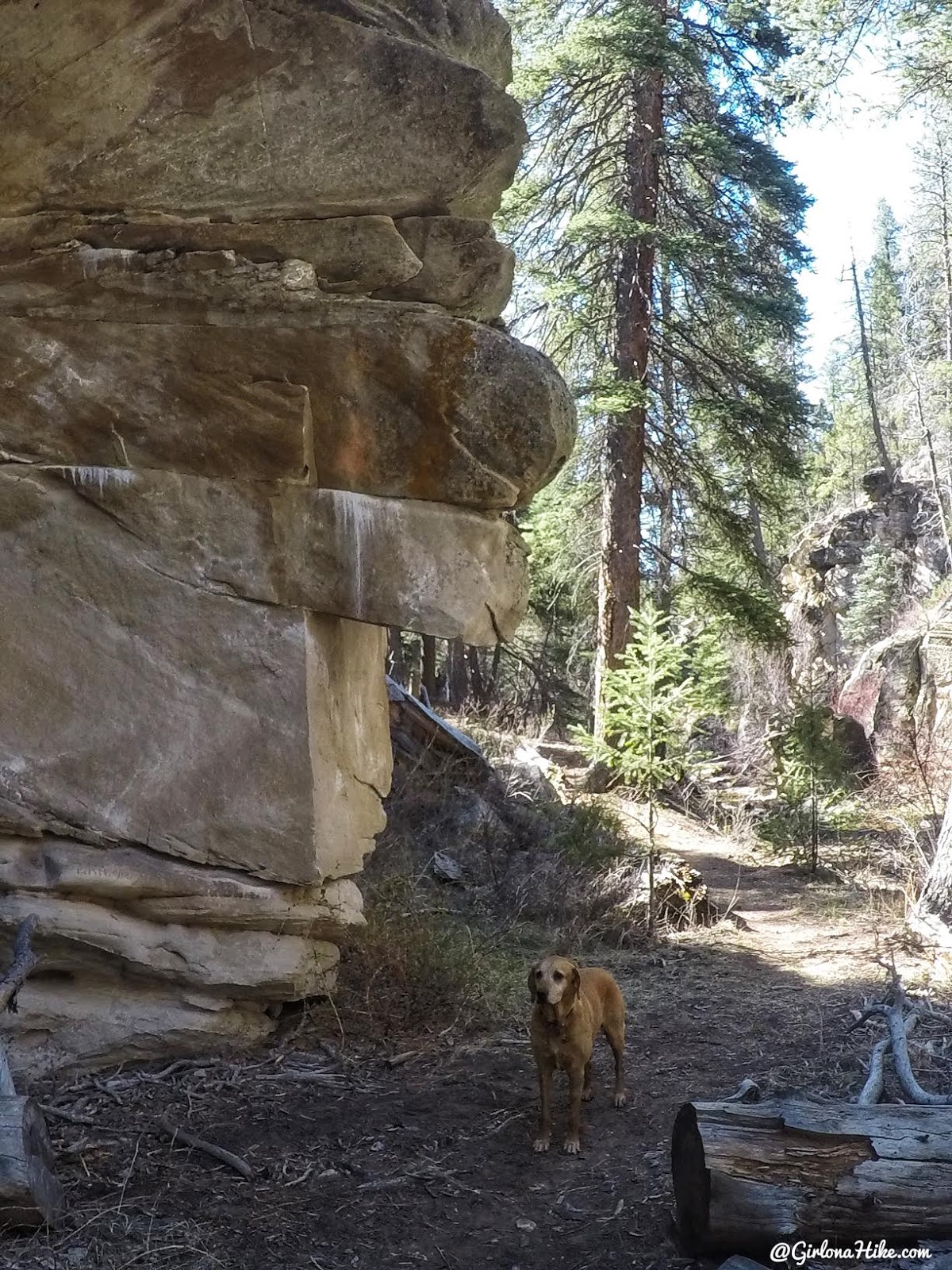 Hiking Pine Creek (The Box Trail) in Escalante, Utah, Hiking in Grand Staircase Escalante National Monument, Hiking in Utah with Dogs