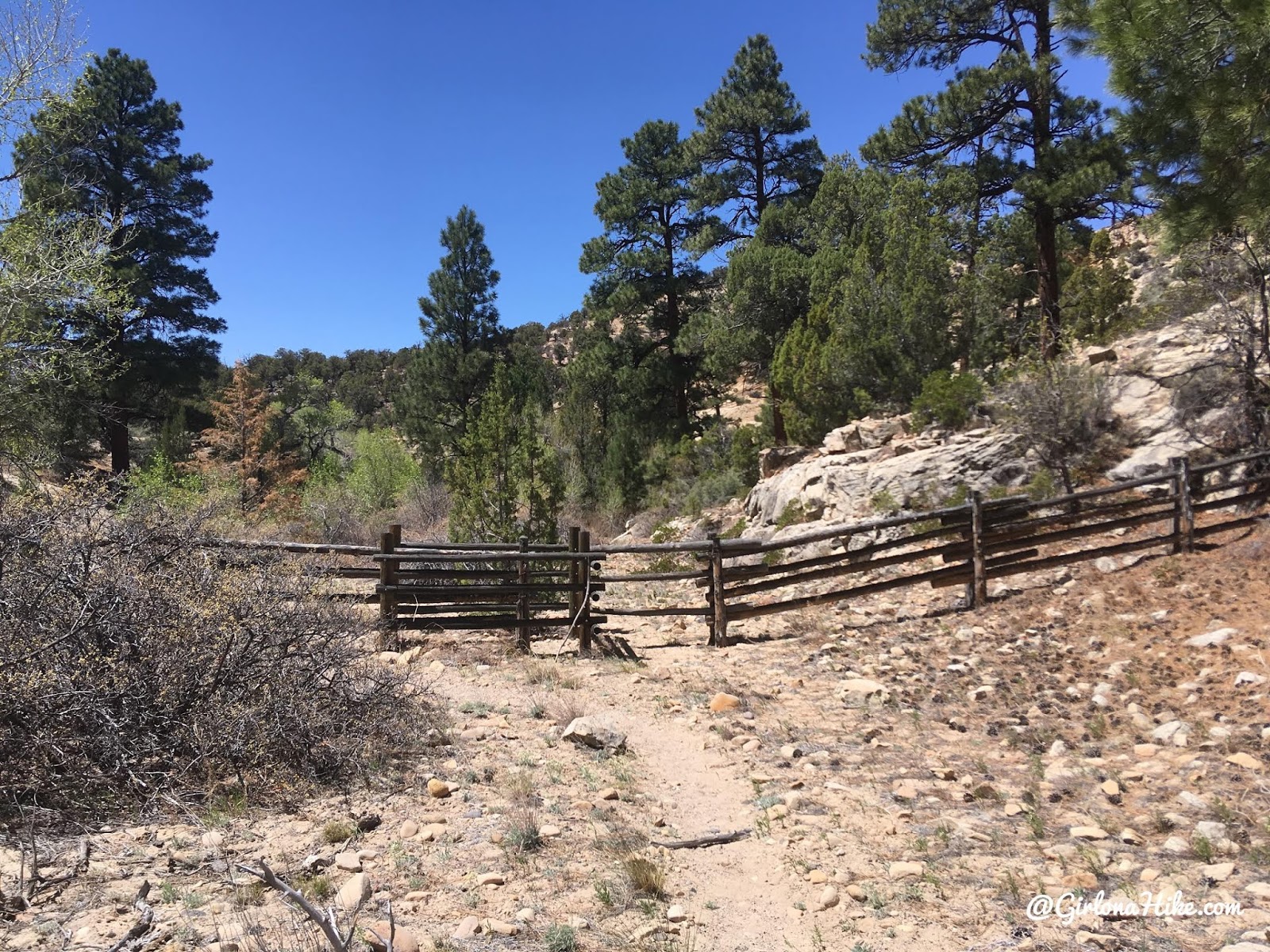 Hiking Pine Creek (The Box Trail) in Escalante, Utah, Hiking in Grand Staircase Escalante National Monument, Hiking in Utah with Dogs