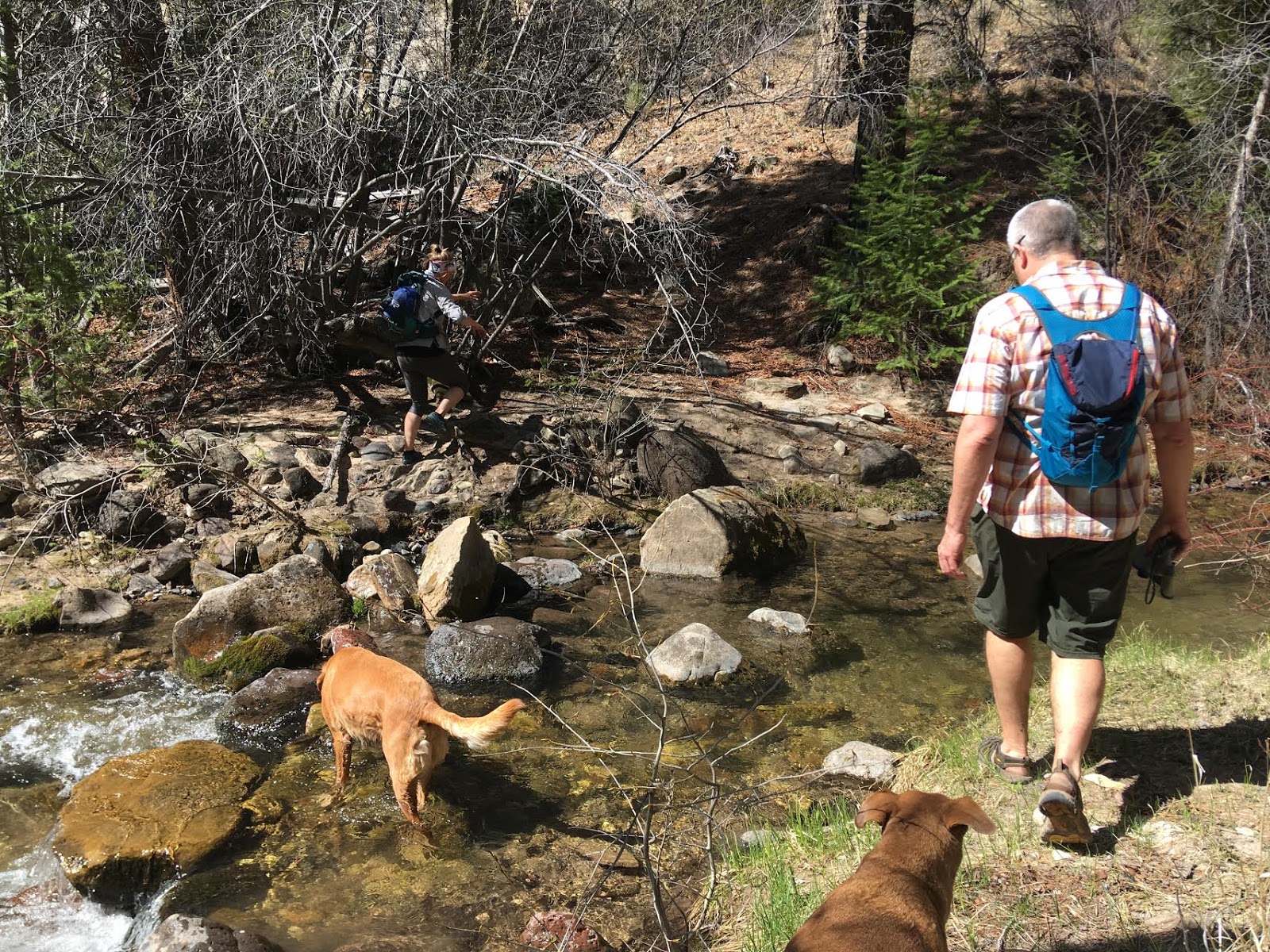 Hiking Pine Creek (The Box Trail) in Escalante, Utah, Hiking in Grand Staircase Escalante National Monument, Hiking in Utah with Dogs