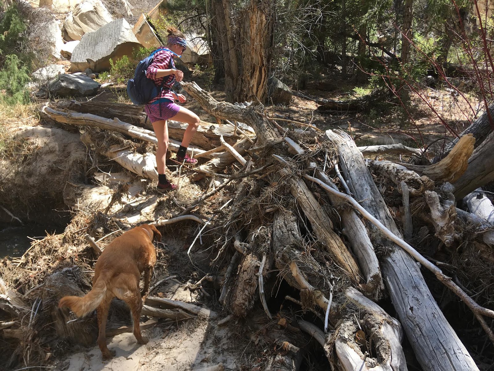 Hiking Pine Creek (The Box Trail) in Escalante, Utah, Hiking in Grand Staircase Escalante National Monument, Hiking in Utah with Dogs