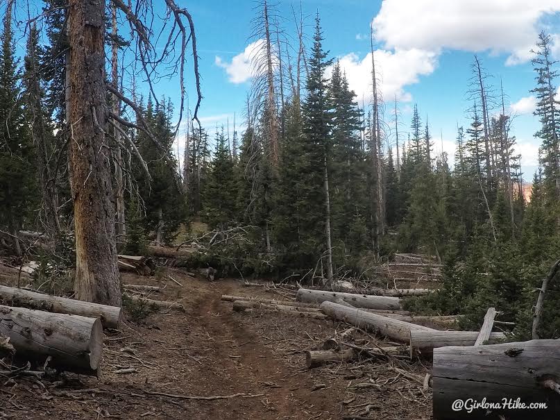 Backpacking the Ashdown Gorge via Rattlesnake Creek