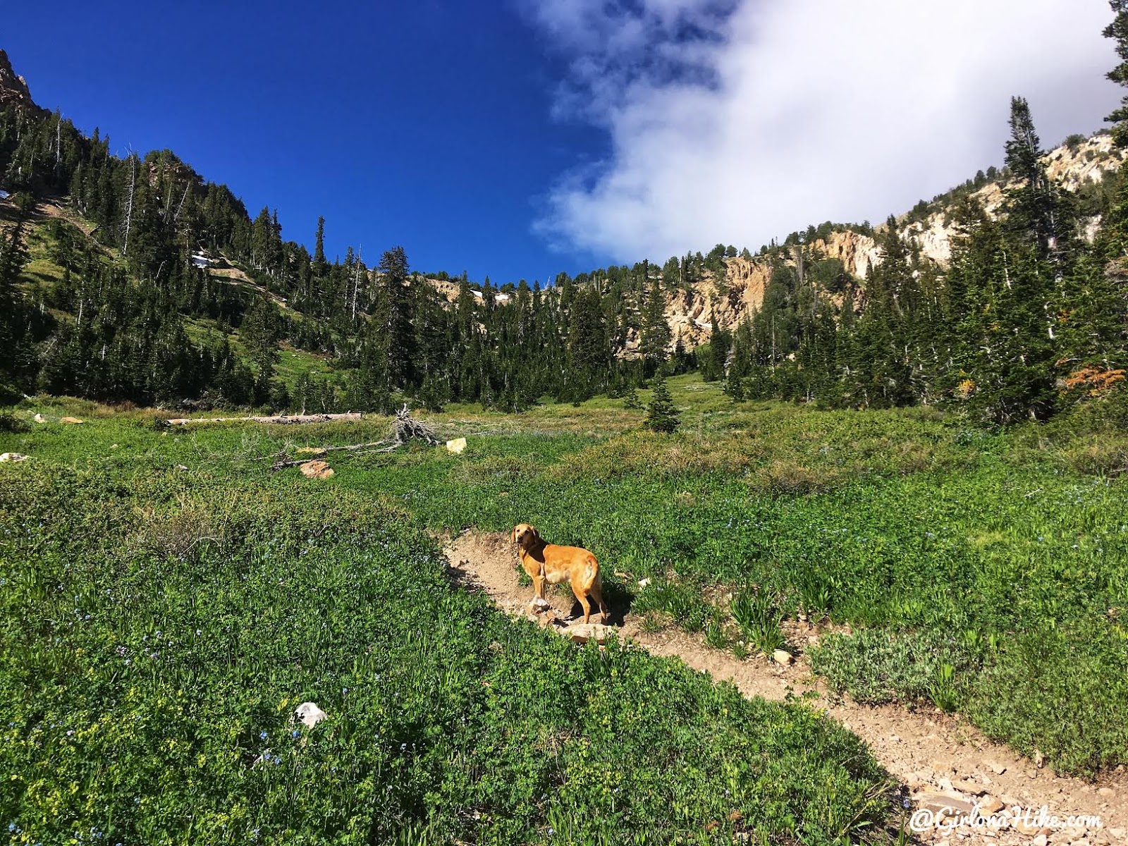 Hiking to Deseret Peak, Utah's Ultra Prominence Peaks, Hiking in Utah with Dogs