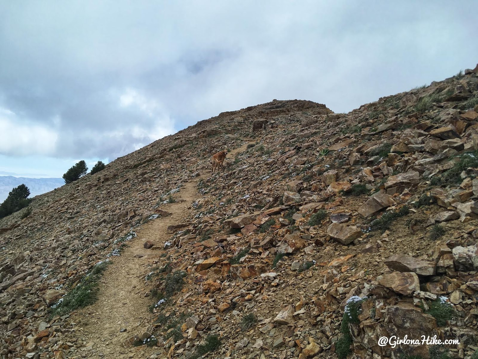 Hiking to Deseret Peak, Utah's Ultra Prominence Peaks, Hiking in Utah with Dogs