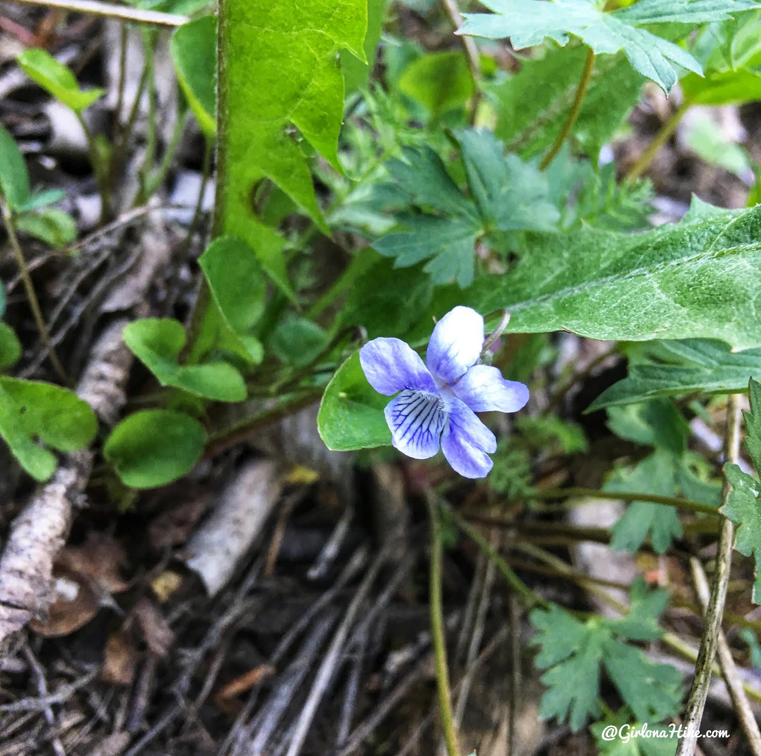 Hiking to Nobletts Creek, Uintas