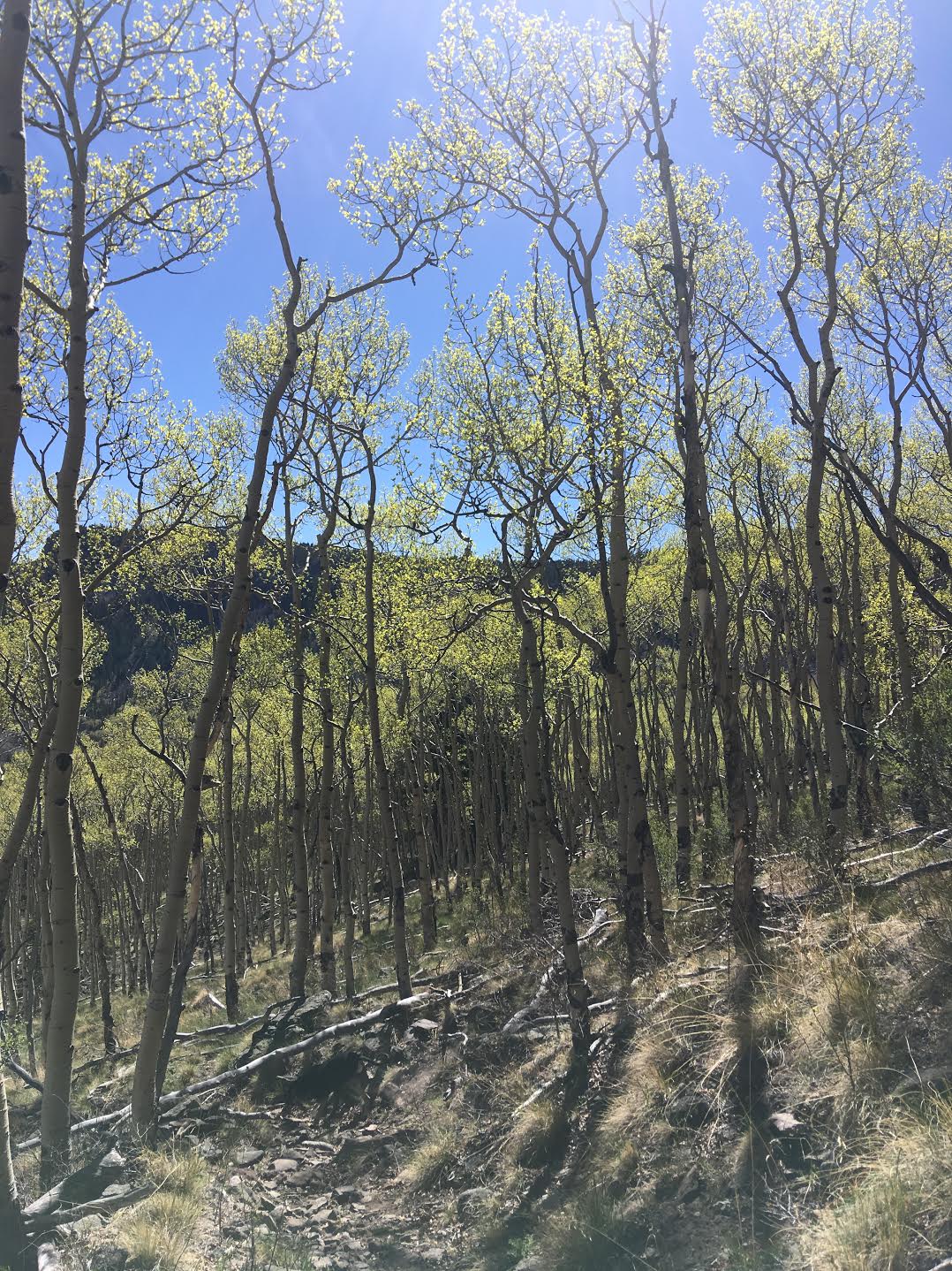 Hiking the Behunin Trail & Meeks Lake Loop, Boulder Mountain