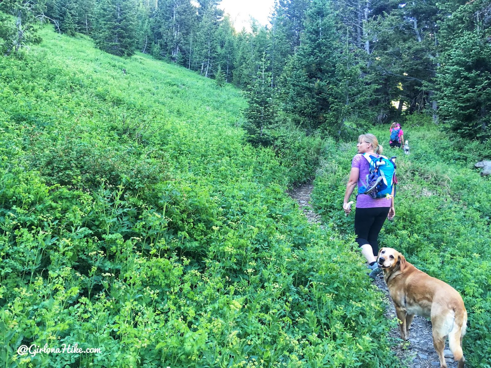 Hiking to Deseret Peak, Utah's Ultra Prominence Peaks, Hiking in Utah with Dogs