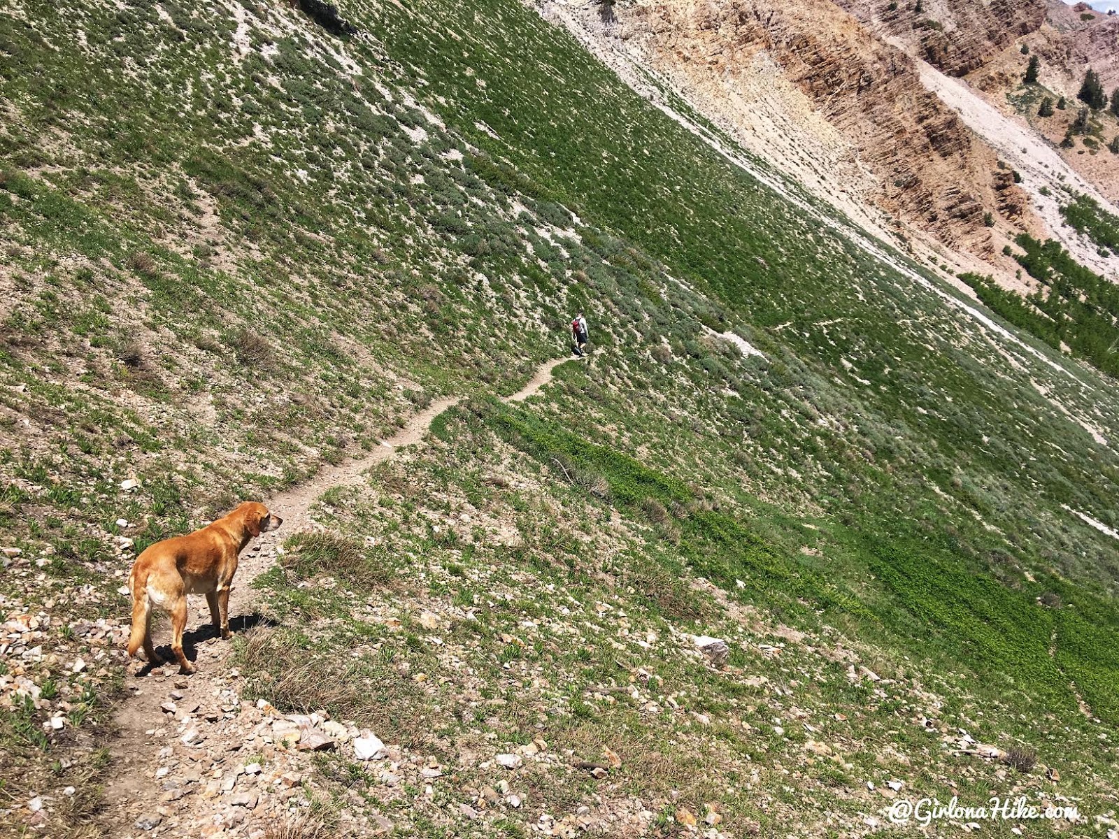 Hiking to Deseret Peak, Utah's Ultra Prominence Peaks, Hiking in Utah with Dogs